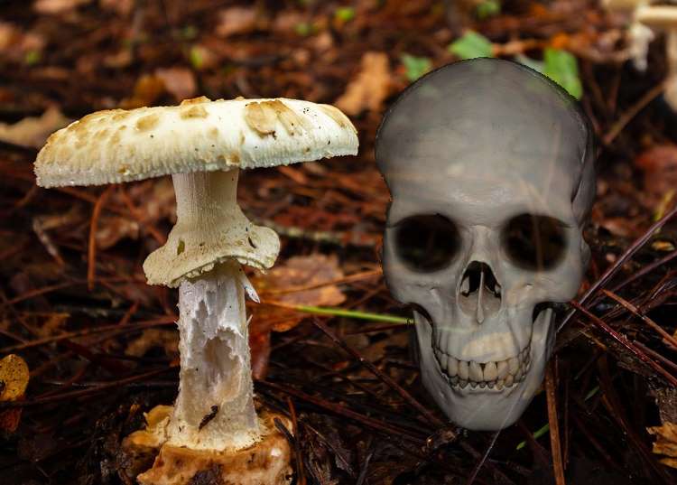 Deadly Mushrooms