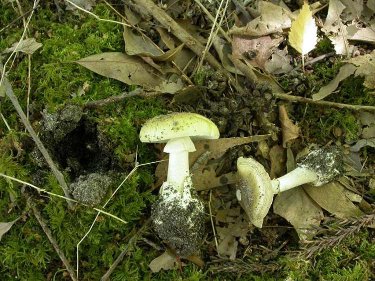 Death Cap Mushrooms