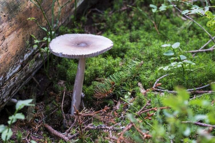 Destroying Angel Mushroom