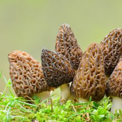 6 Morel Mushrooms