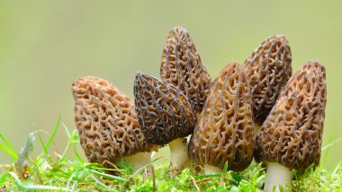 6 Morel Mushrooms