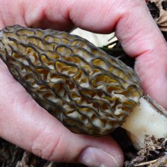 Picking a Black morel mushroom or Morchella Conica