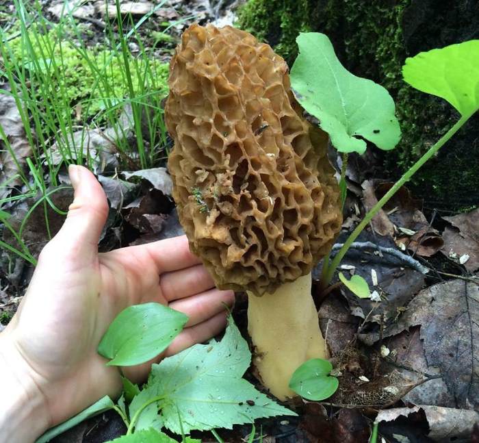 A Large Morel Mushroom