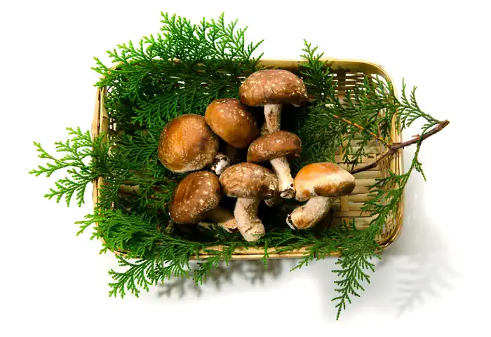 Mushrooms in a Basket