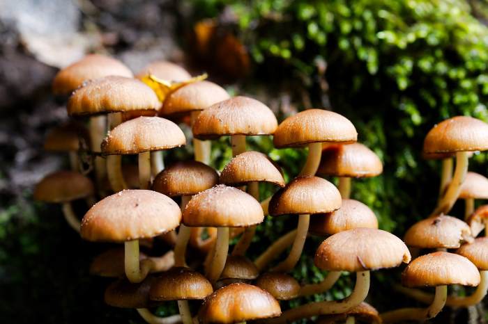 Mushrooms in Greenhouse