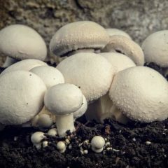 Sprouted Mushrooms